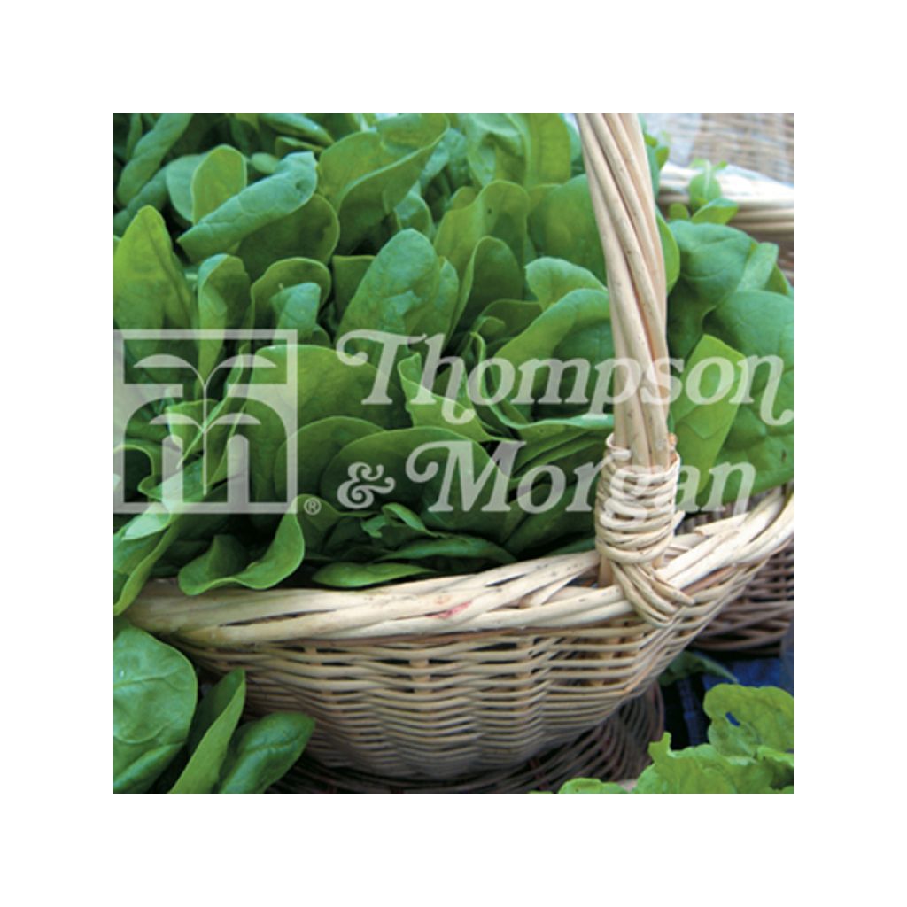 Spinach Medania