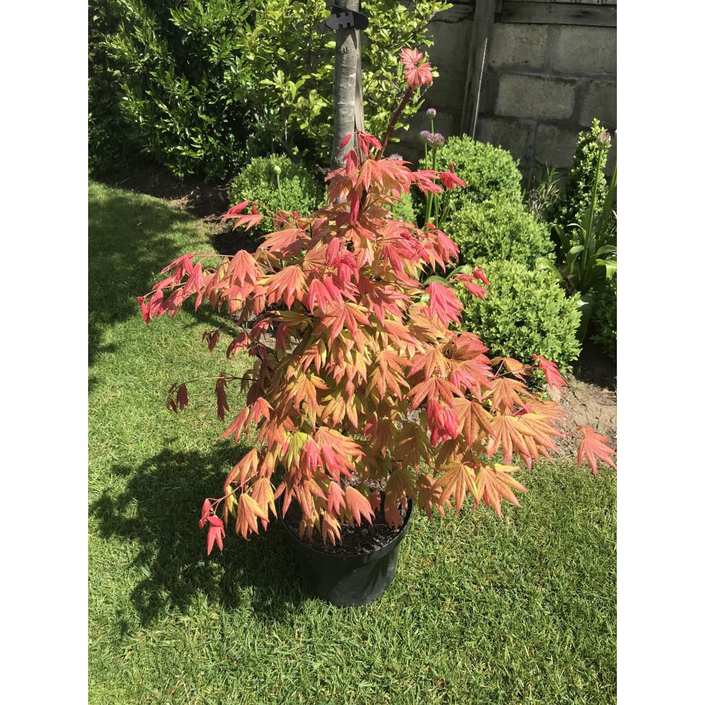 Acer shirasawanum Moonrise Munn001 - Japanese Maple