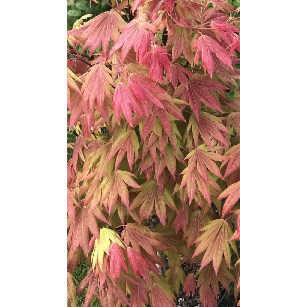 Acer shirasawanum Moonrise Munn001 - Japanese Maple
