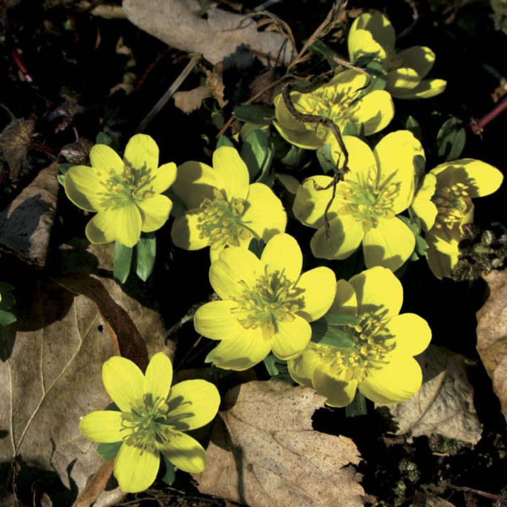 Eranthis hyemalis - Winter Aconite