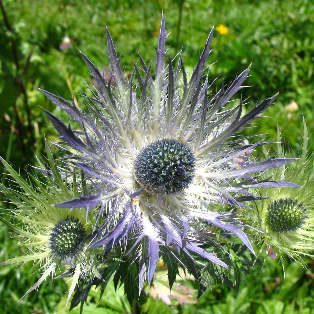 Eryngium alpinum Blue Star