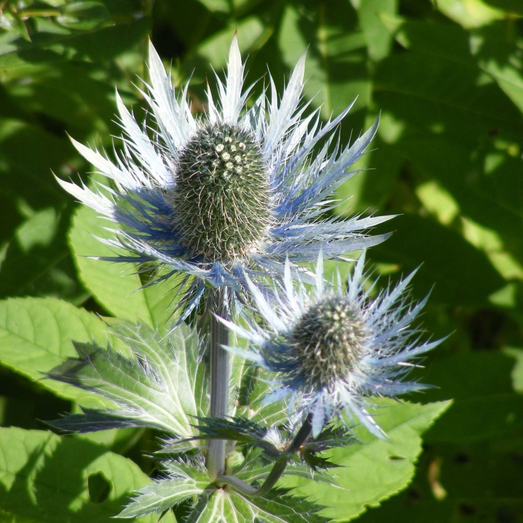 Eryngium alpinum Blue Star
