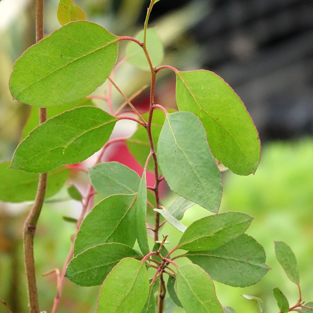 Eucalyptus johnstonii
