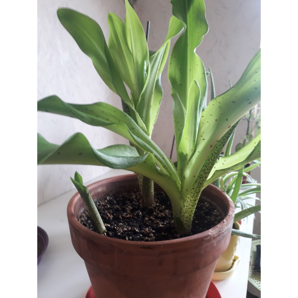 Eucomis bicolor - Variegated pineapple lily