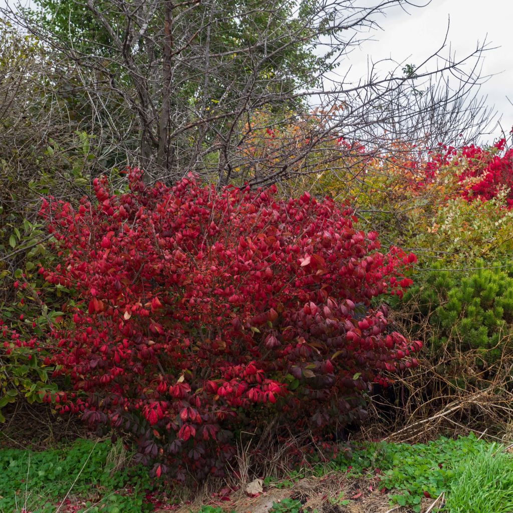 Euonymus alatus Compactus - Winged Spindle