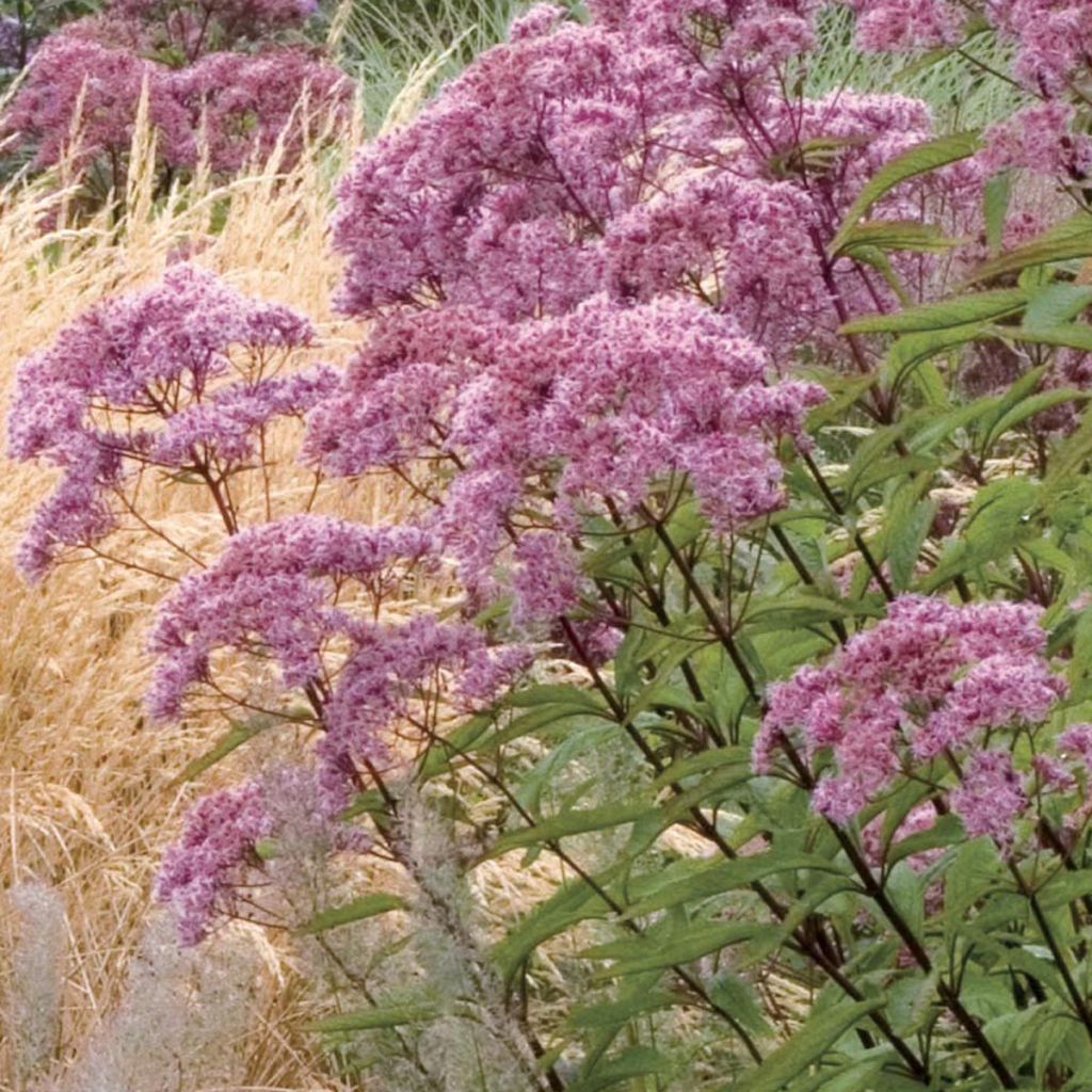 Eupatorium maculatum Atropurpureum