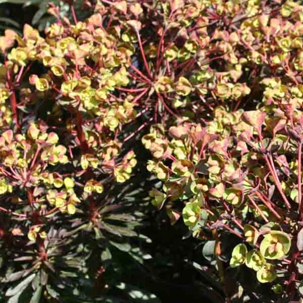 Euphorbia characias Black Bird - Spurge