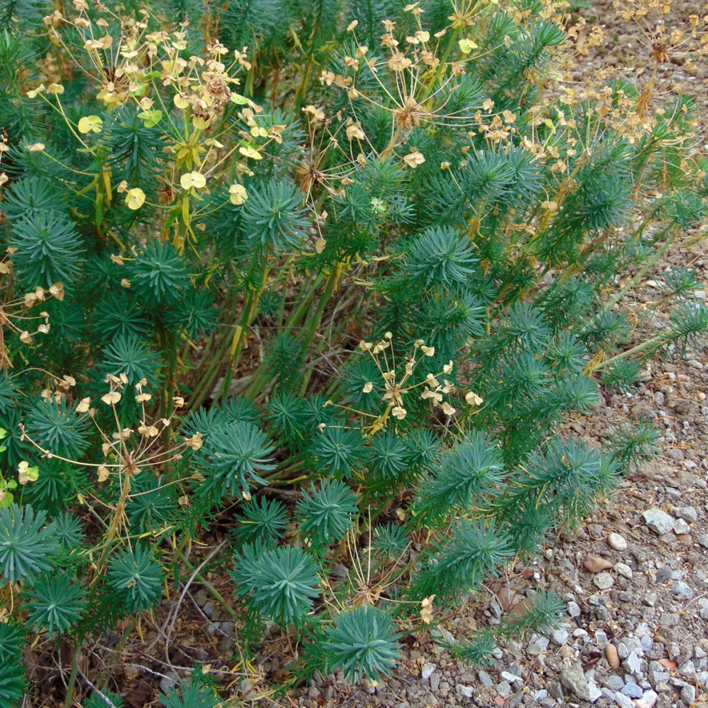 Euphorbia cyparissias - Spurge