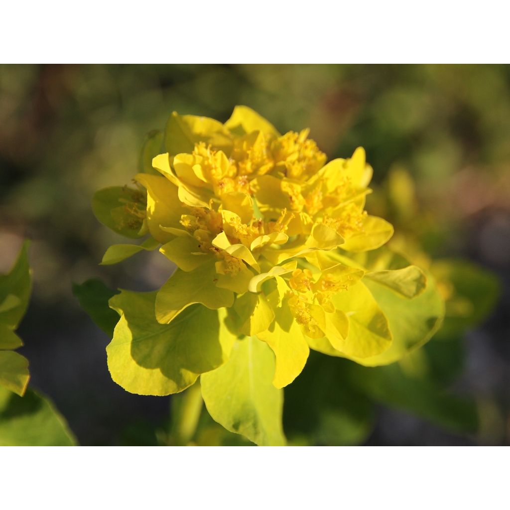 Euphorbia polychroma - Spurge