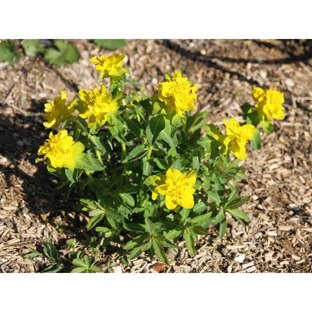 Euphorbia polychroma - Spurge