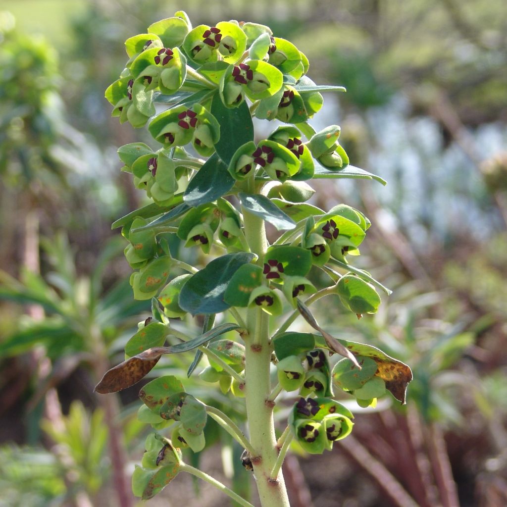 Euphorbia characias Black Pearl - Spurge
