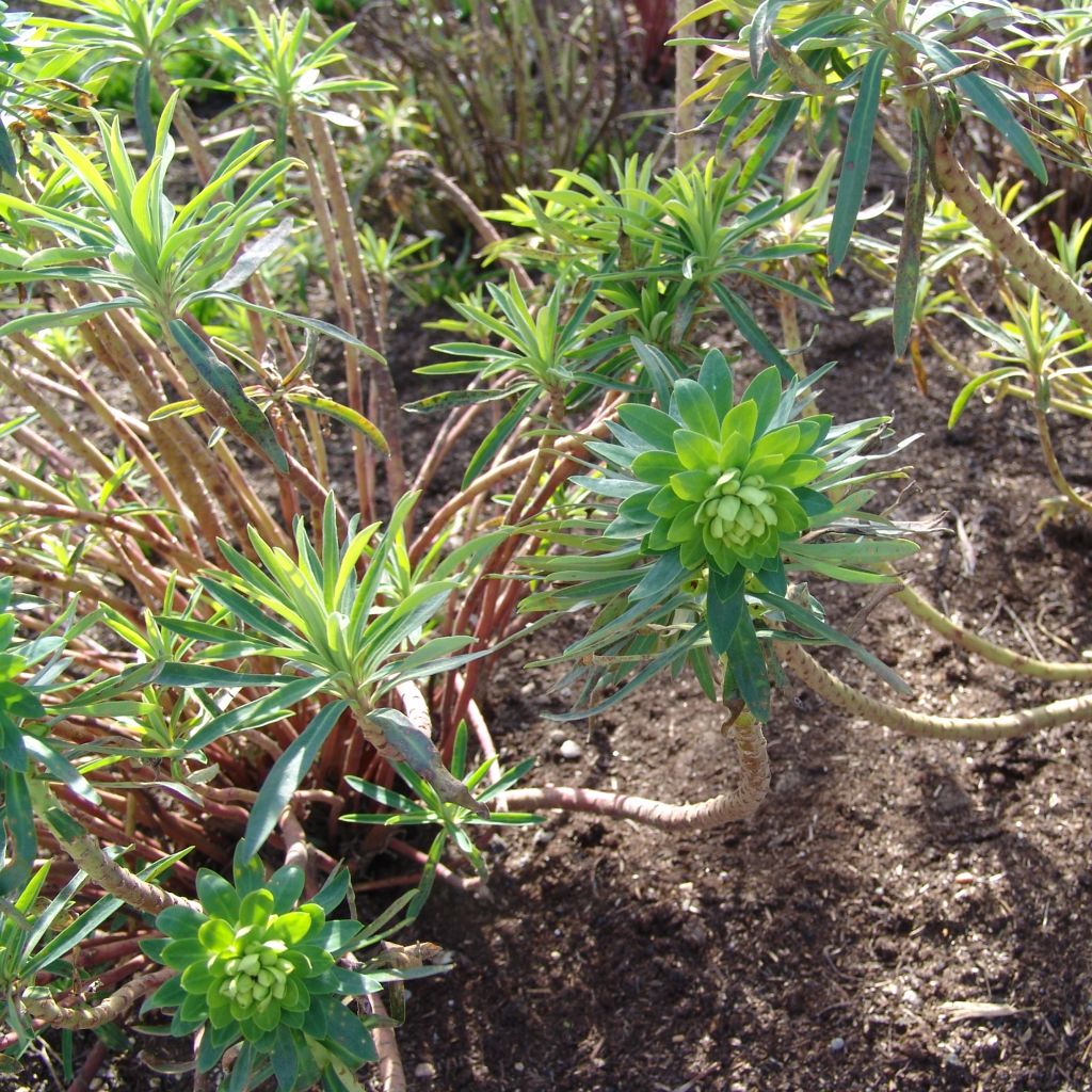Euphorbia characias Black Pearl - Spurge