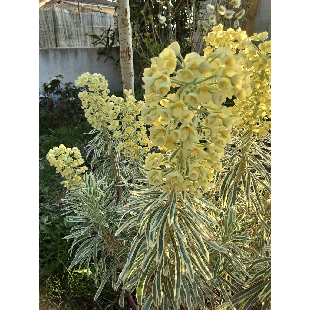 Euphorbia characias Tasmanian Tiger - Spurge