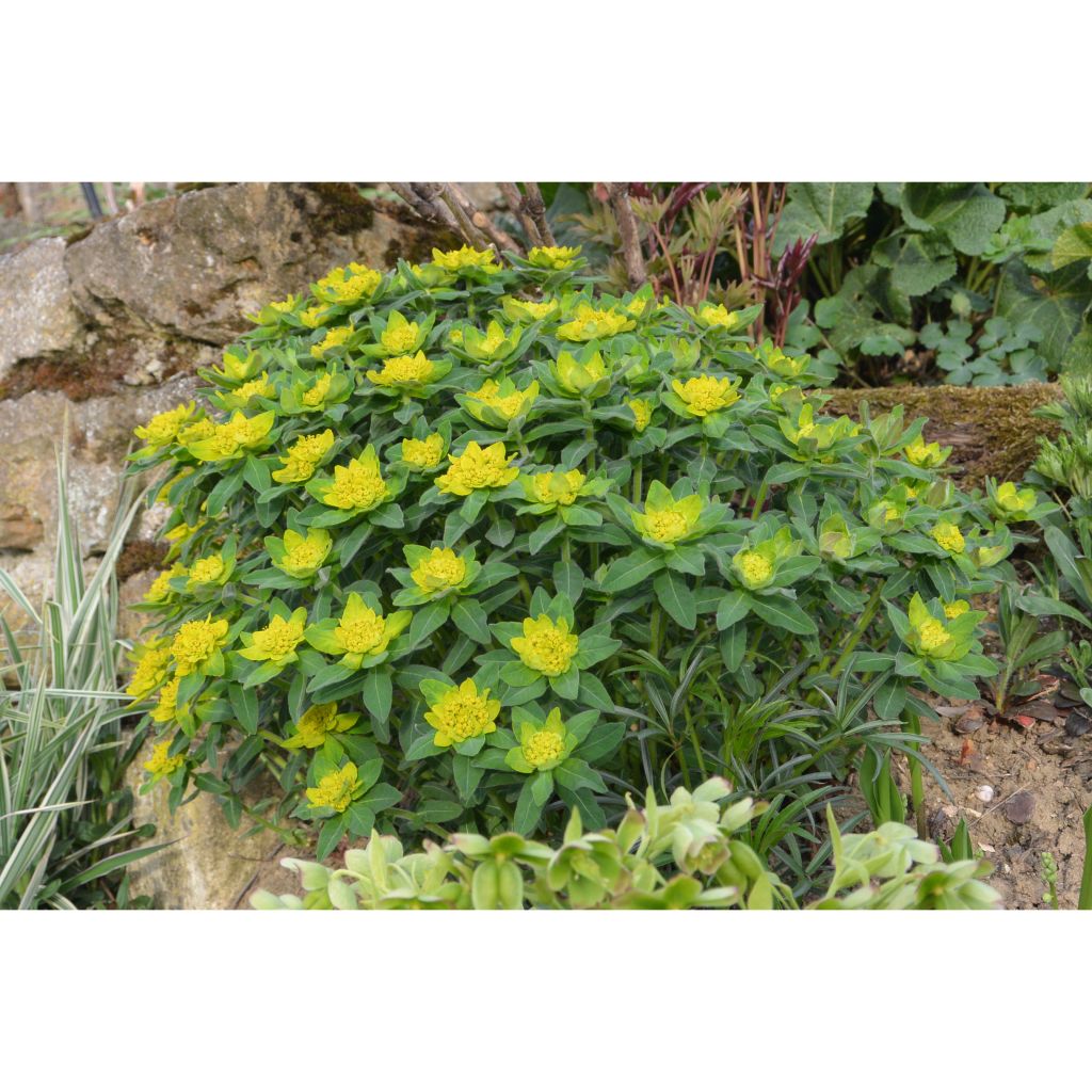 Euphorbia polychroma - Spurge