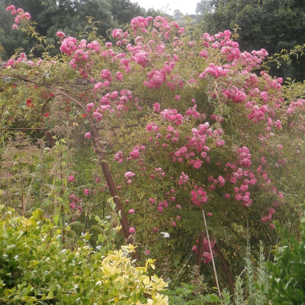 Rosa x wichuraiana 'Excelsa'