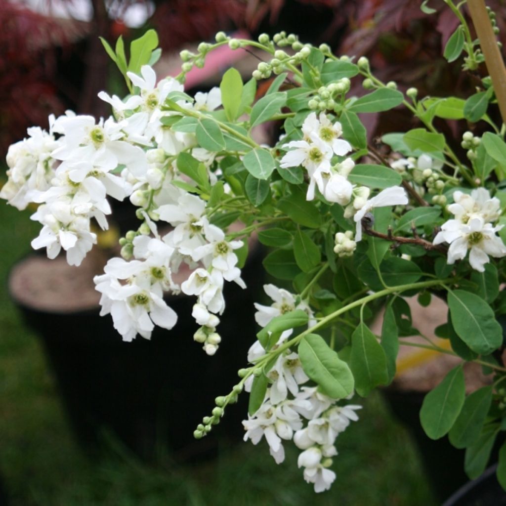Exochorda macrantha  The Bride