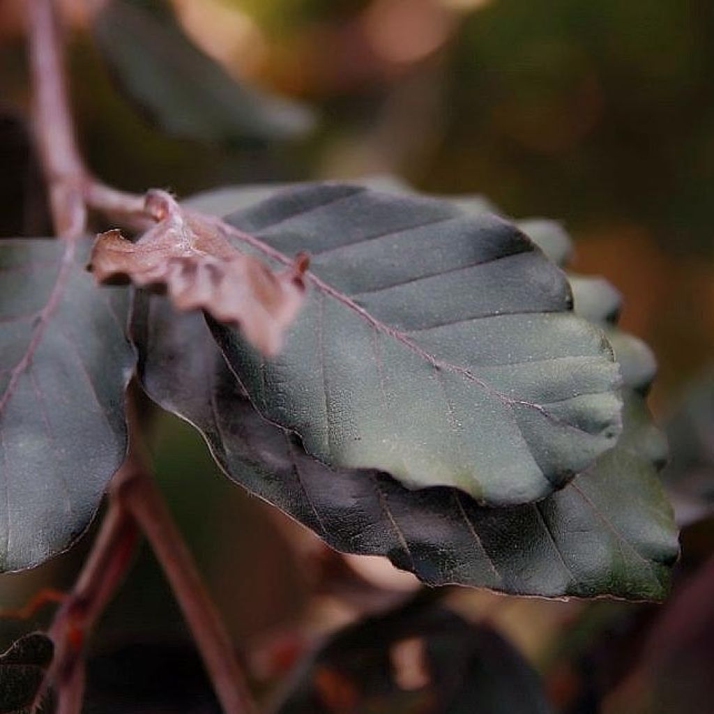 Fagus sylvatica Purple Fountain - Beech