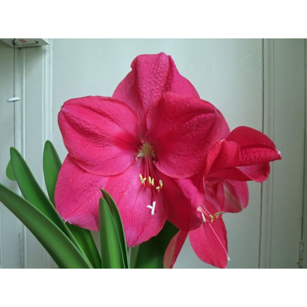 Hippeastrum Hercule - Amaryllis