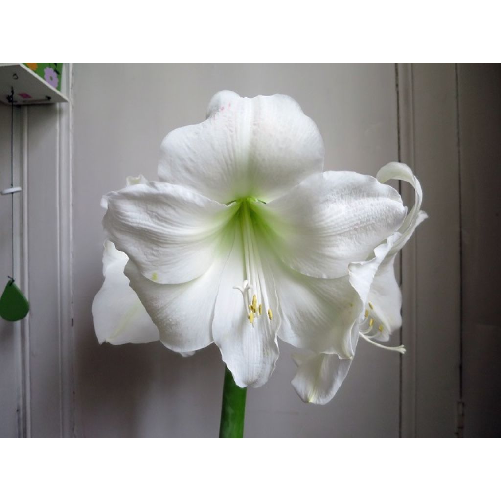 Hippeastrum Christmas Gift - Amaryllis