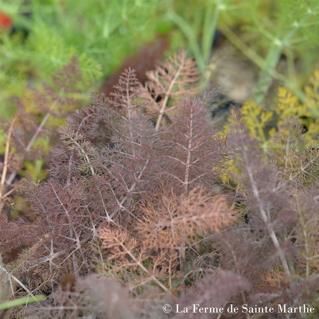 Organic Bronze Fennel - Ferme de Sainte Marthe seeds - Foeniculum dulce