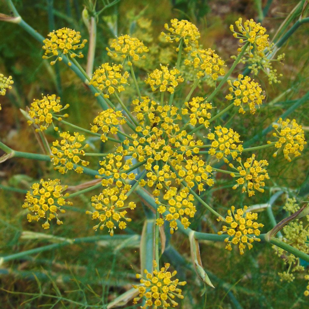 Foeniculum vulgare