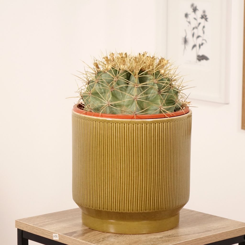 Ferocactus glaucescens - Glaucous barrel cactus