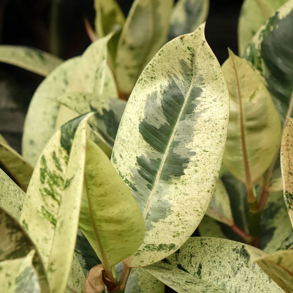 Ficus elastica Shivereana - Rubber plant
