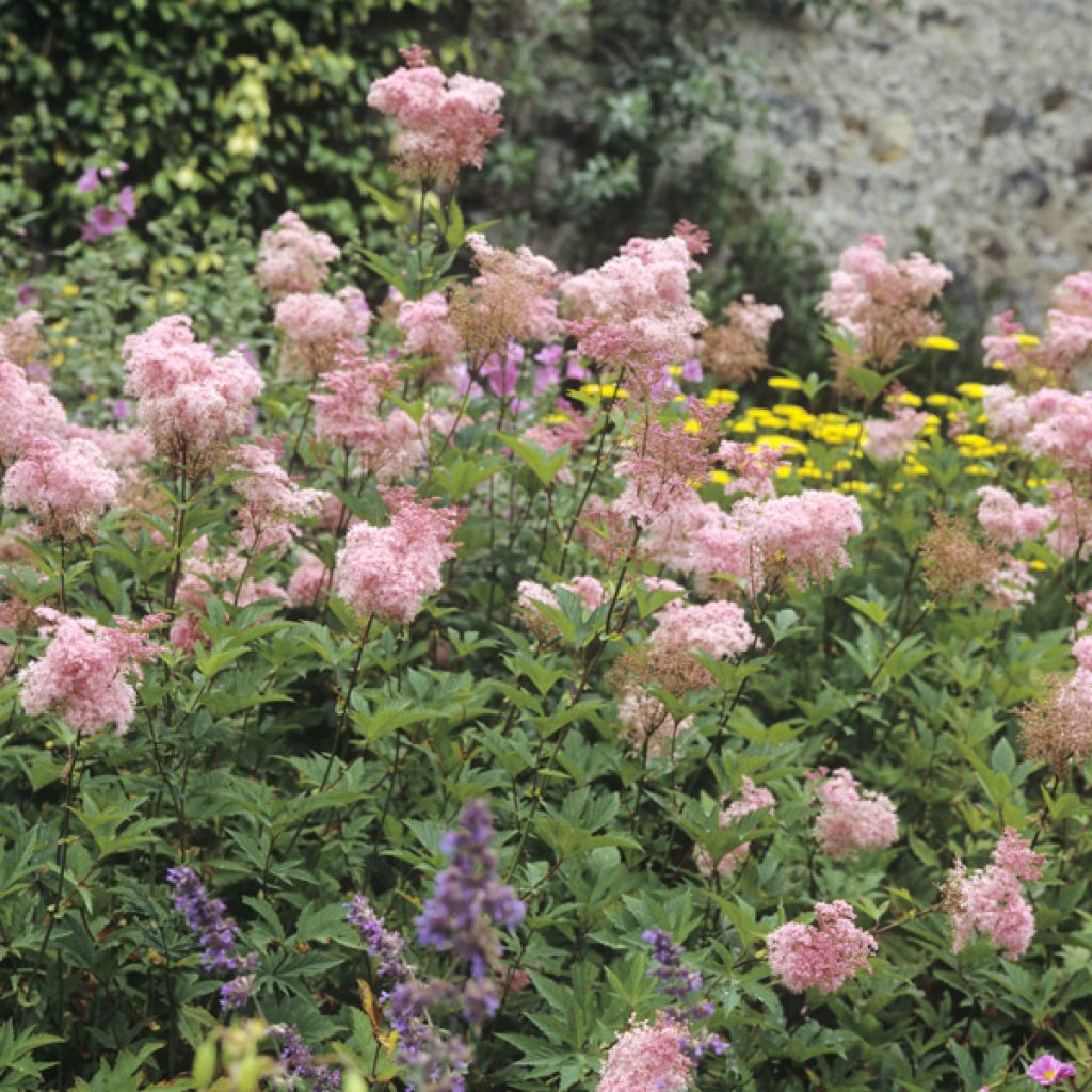 Filipendula purpurea Elegans