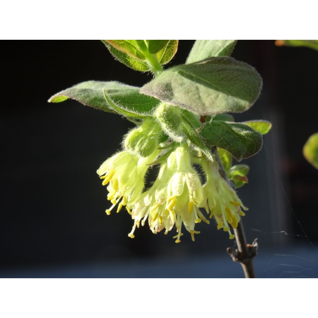Lonicera kamtschatica - Honeyberry