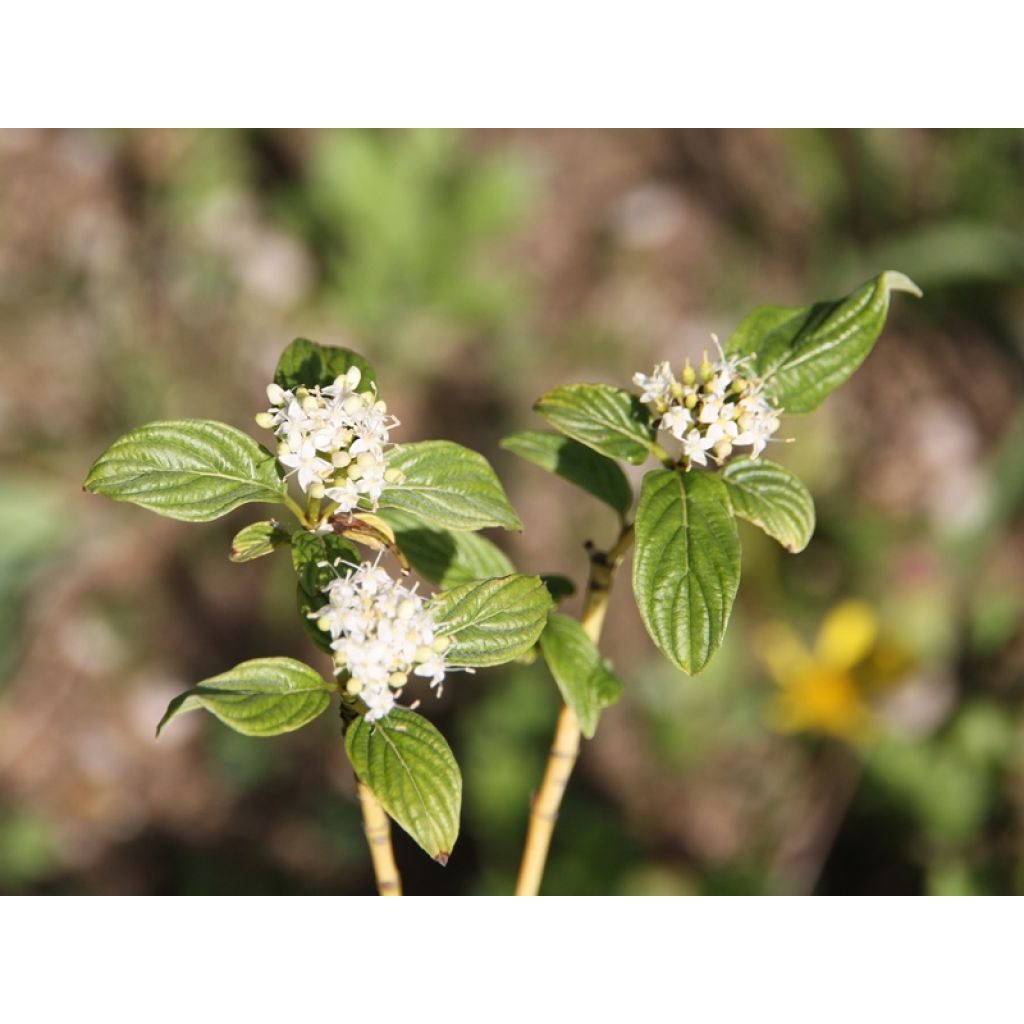 Cornus stolonifera Flaviramea - Stoloniferous Dogwood