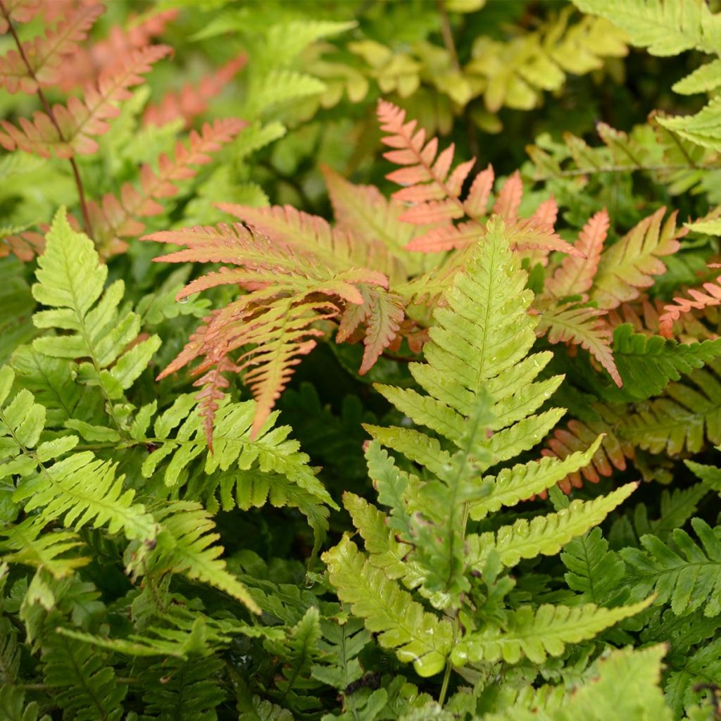 Dryopteris erythrosora - Copper Fern