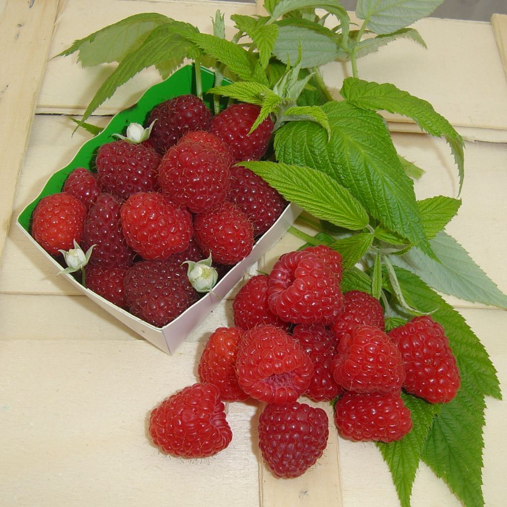 Rubus idaeus Marastar - Raspberry