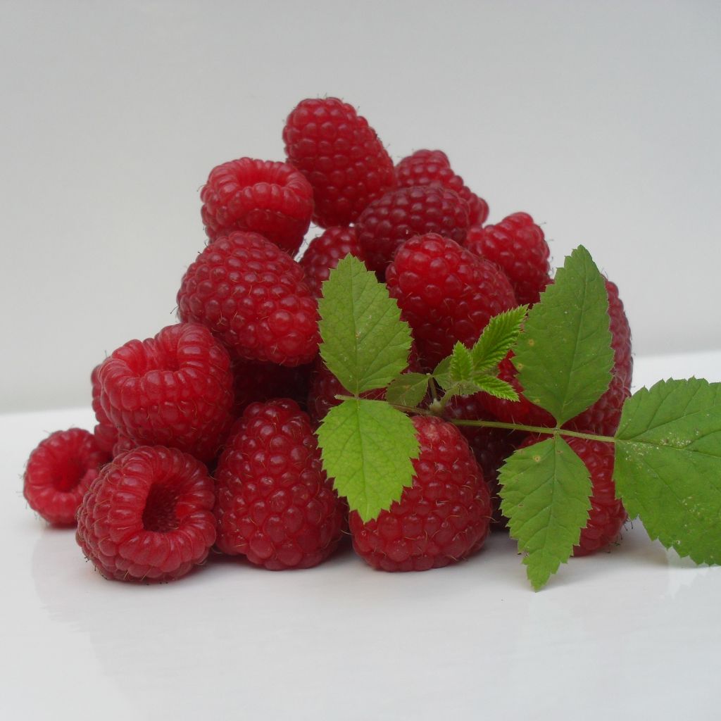 Rubus idaeus Marastar - Raspberry