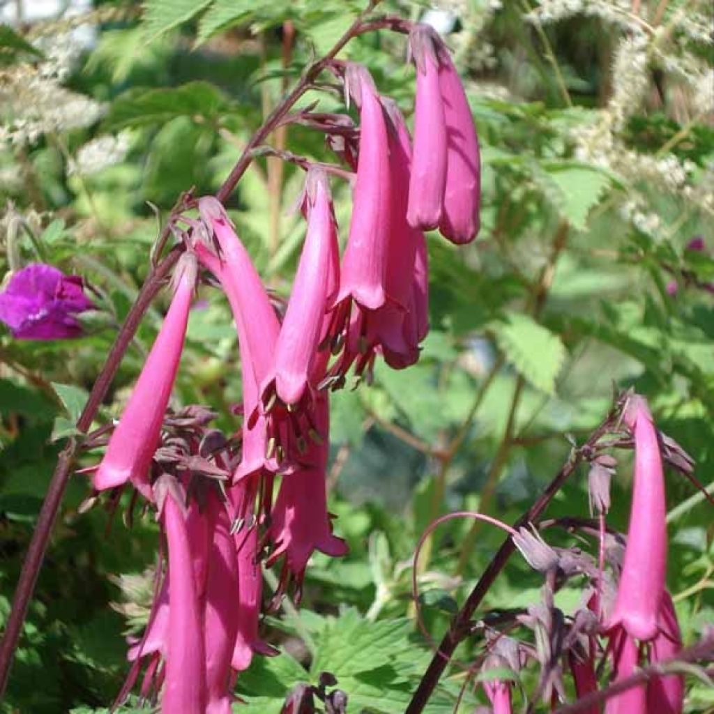 Phygelius Funfare Wine - Cape Fuchsia