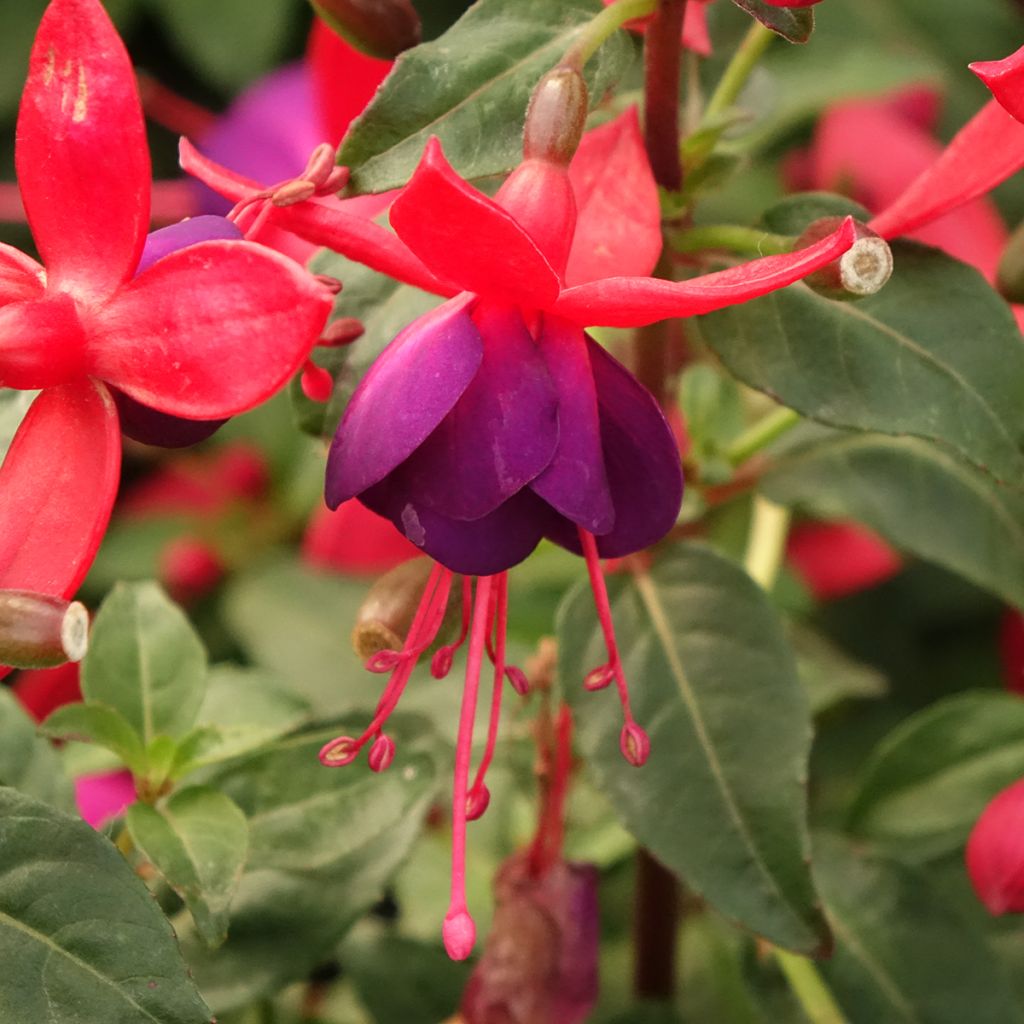 Fuchsia Jollies Nantes