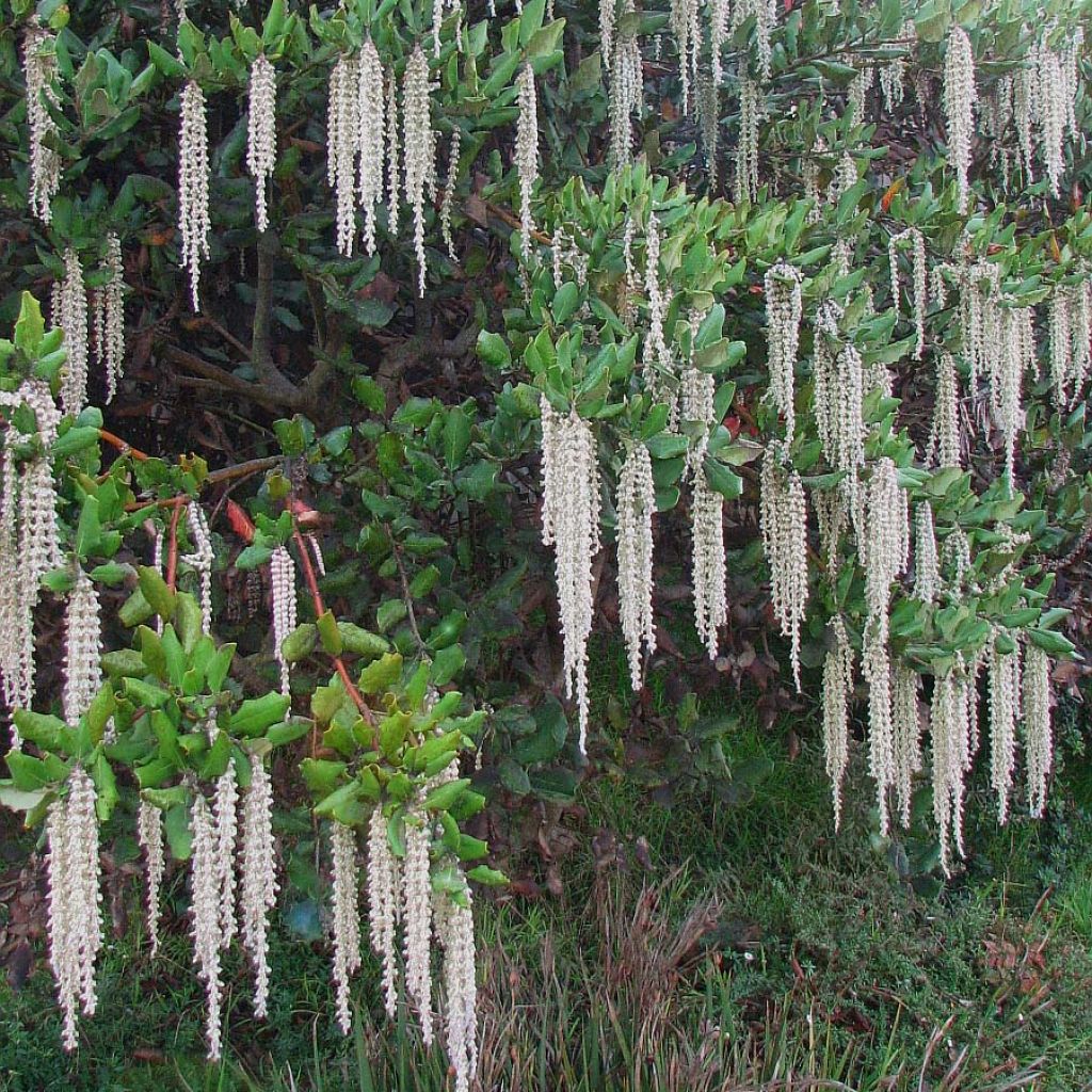 Garrya elliptica - Elliptical-leaved Garrya