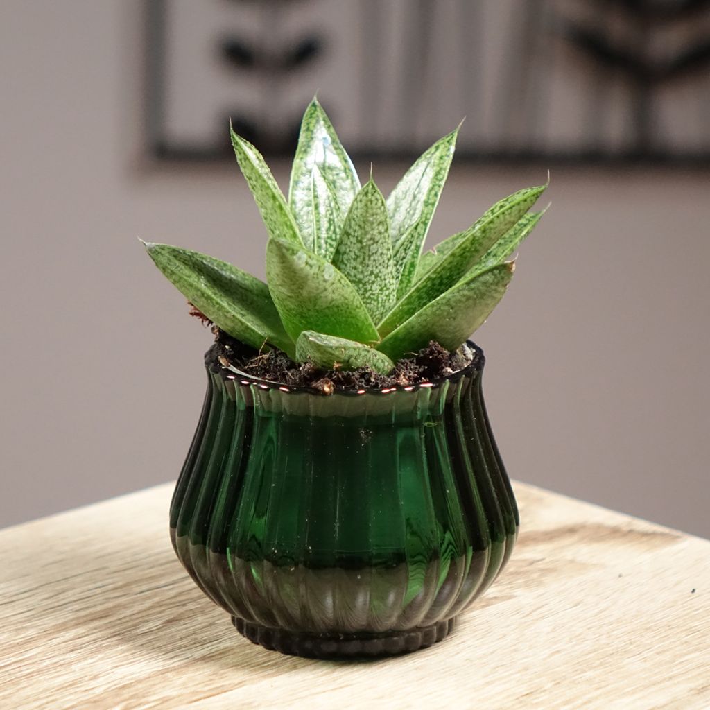 Gasteria  'D. Tiga'