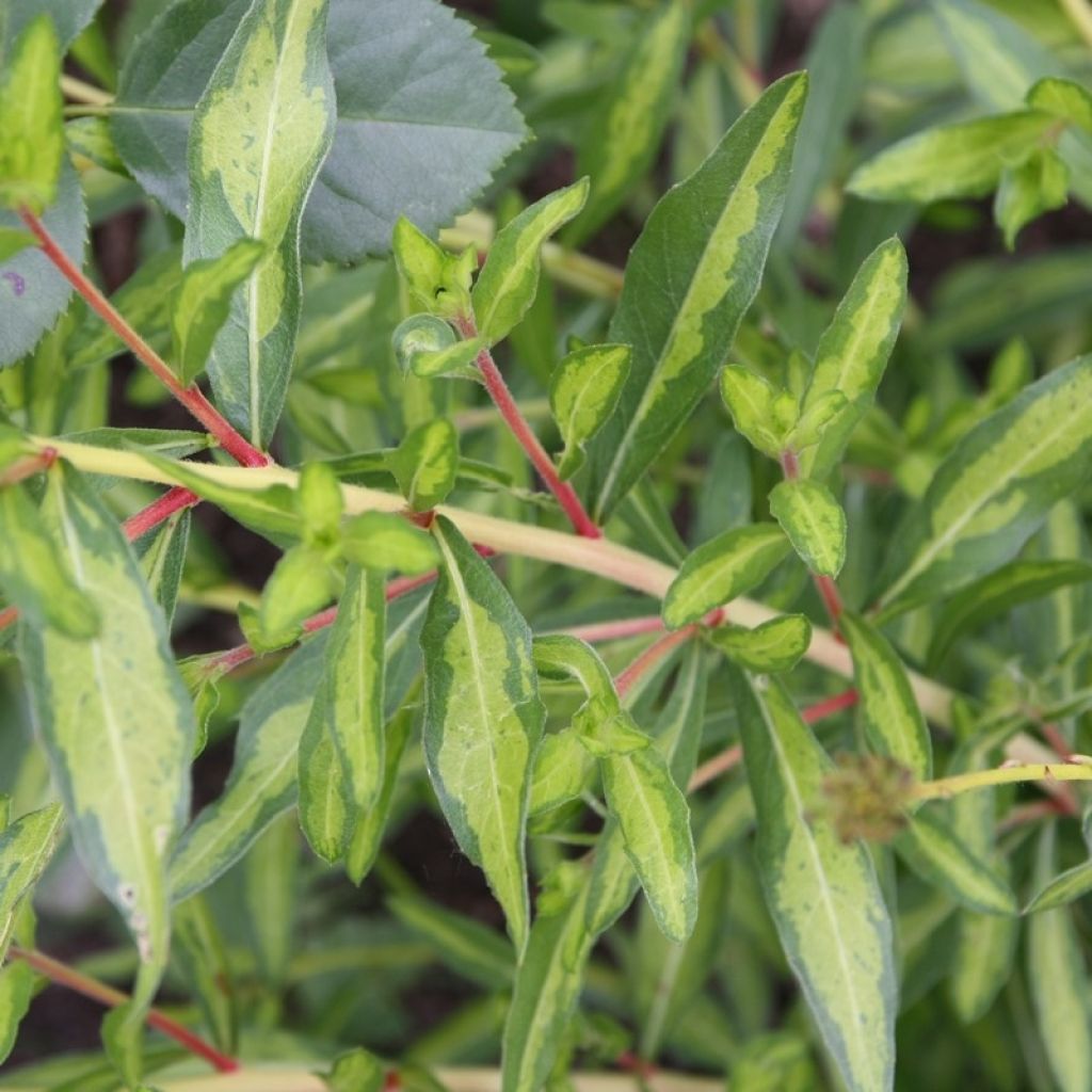 Gaura lindheimeri Corries Gold