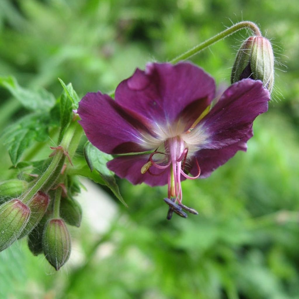 Geranium phaeum Mourning Widow