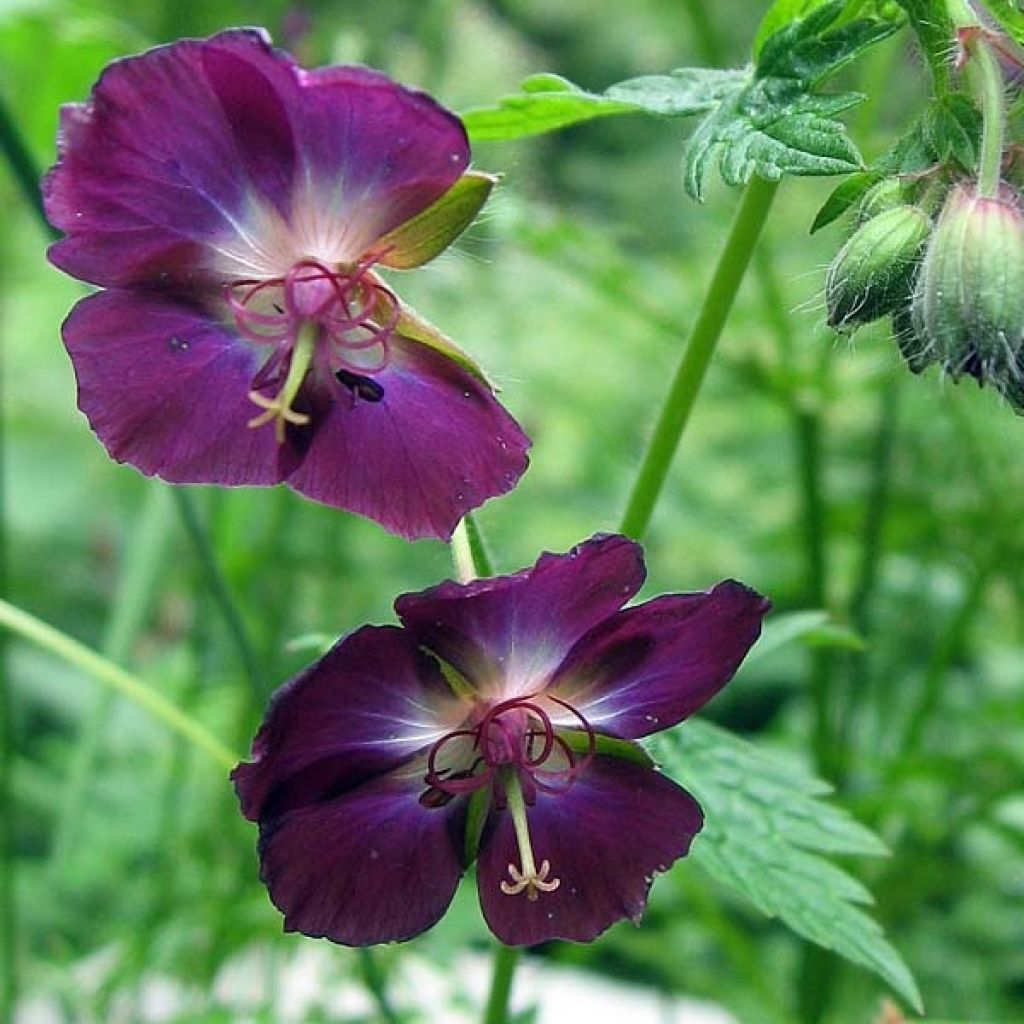 Geranium phaeum Mourning Widow