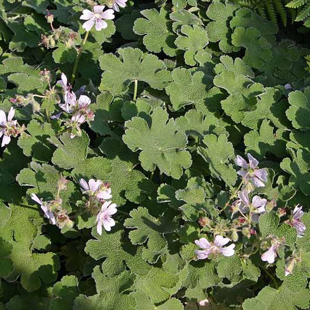 Geranium renardii