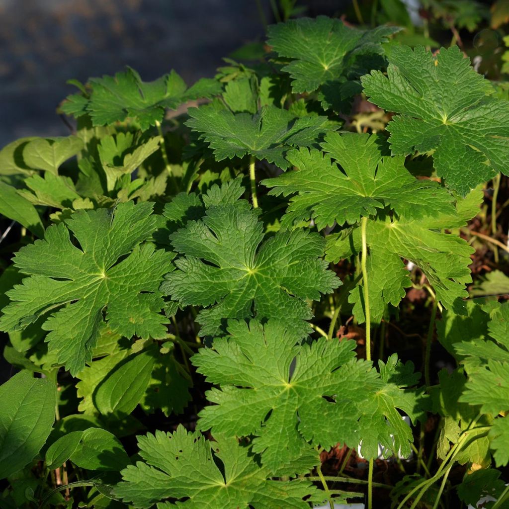 Geranium Sirak