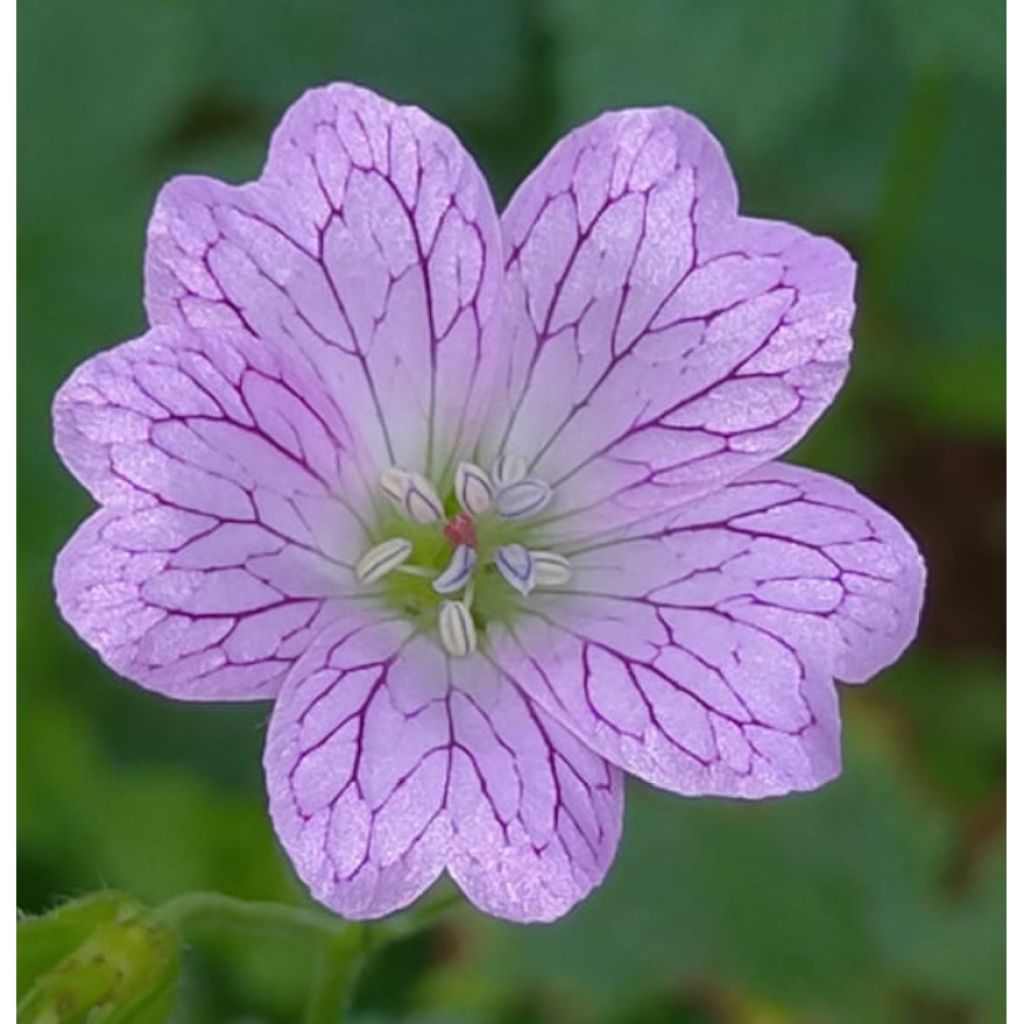 Geranium versicolor