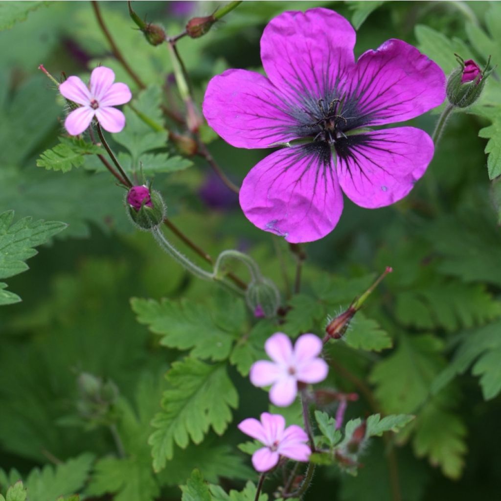 Geranium Dragon Heart