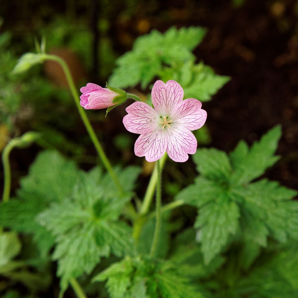 Geranium oxonianum Hollywood