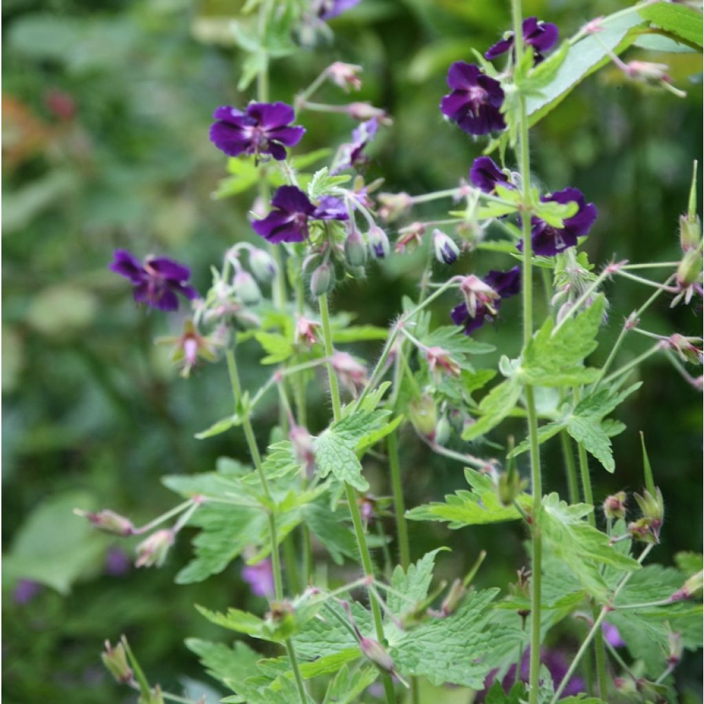 Geranium phaeum Raven