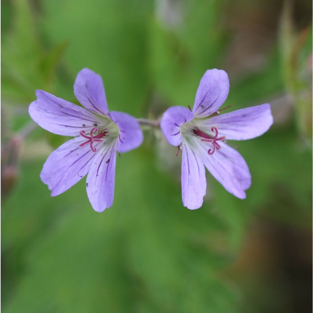 Geranium sylvaticum Prelude