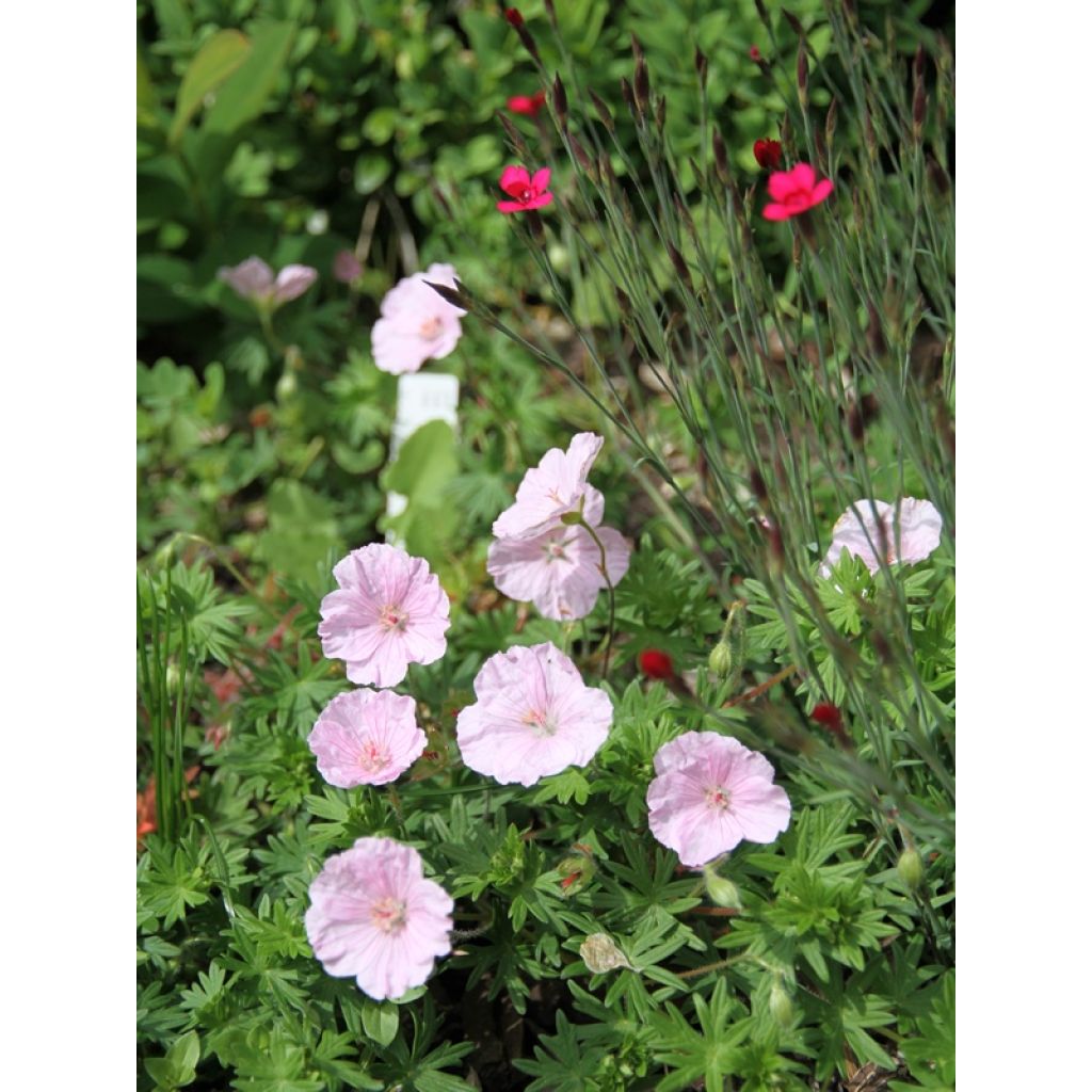 Geranium sanguineum var. striatum