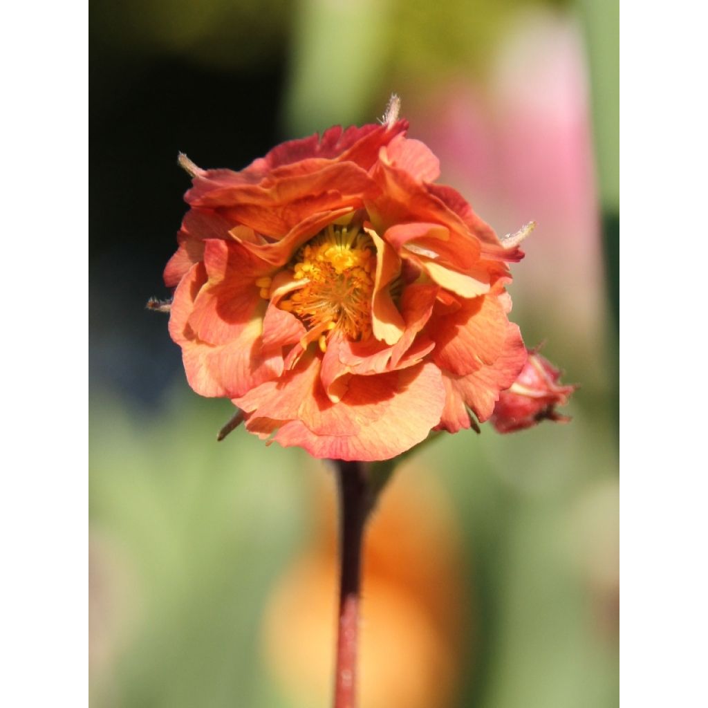 Geum rivale Mai tai