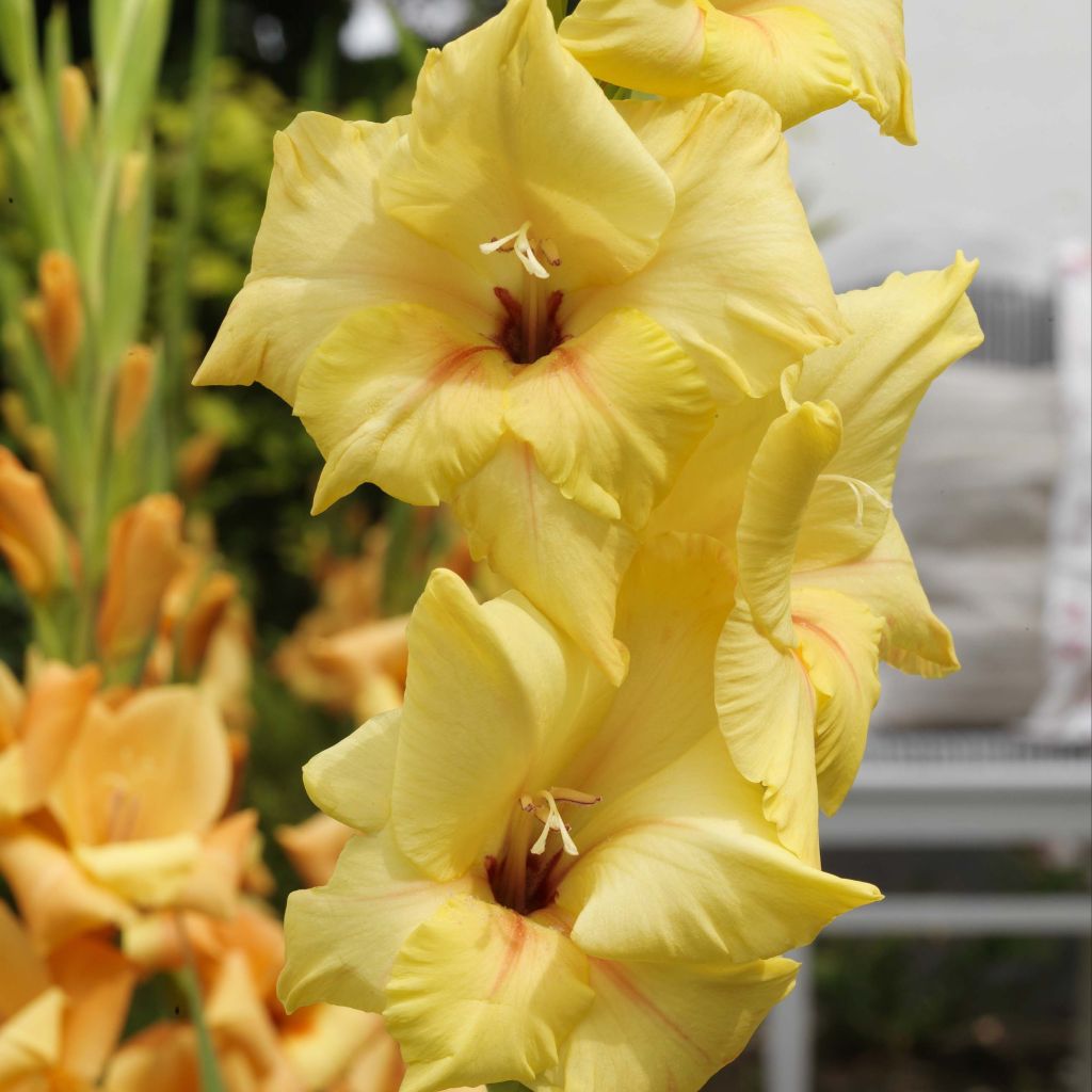 Gladiolus Ovatie - Sword Lily